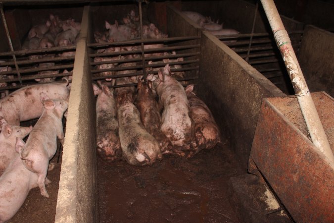 Grower pigs living in excrement