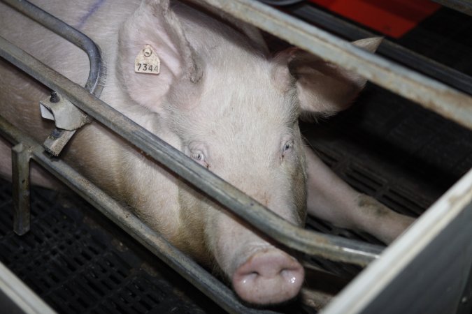 Farrowing crates at Mindarra Piggery WA