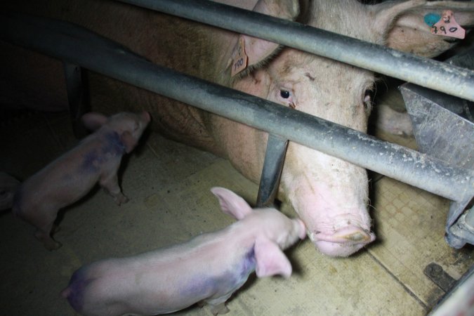 Farrowing crates at Girgarre Piggery VIC