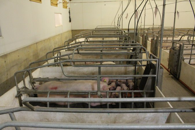 Farrowing crates at Grong Grong Piggery NSW