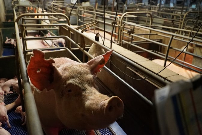 Farrowing crates at Yelmah Piggery SA