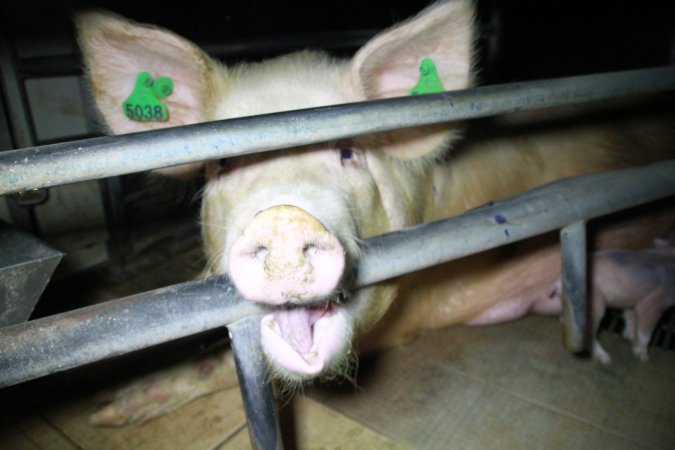 Sow biting bar of farrowing crate cage