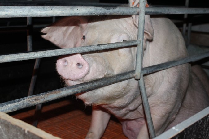 Farrowing crates at Wasleys Piggery SA