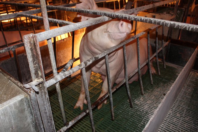 Farrowing crates at Bungowannah Piggery NSW