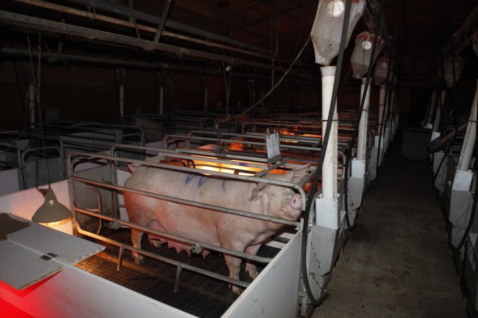 Farrowing crates at Mindarra Piggery WA