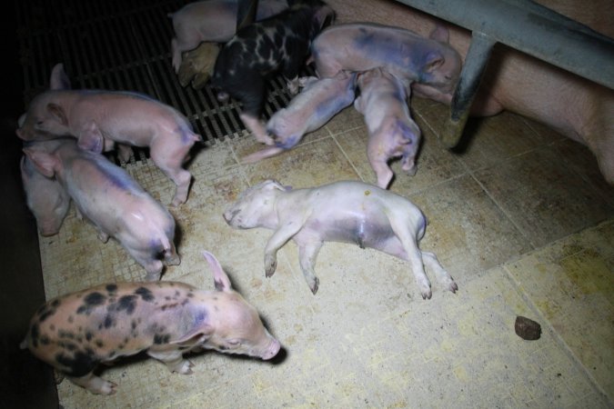 Farrowing crates at Girgarre Piggery VIC