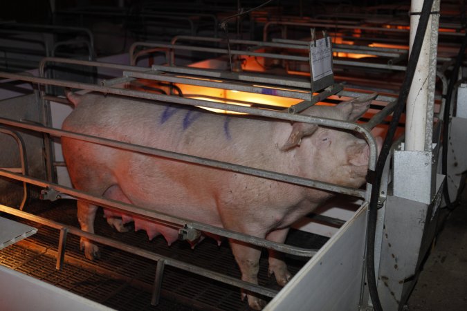 Farrowing crates at Mindarra Piggery WA