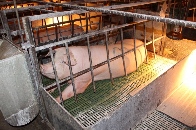 Farrowing crates at Bungowannah Piggery NSW