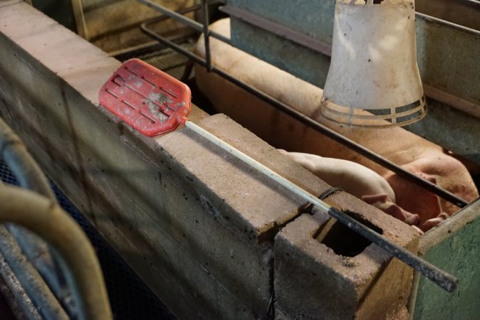 Farrowing crates at Yelmah Piggery SA