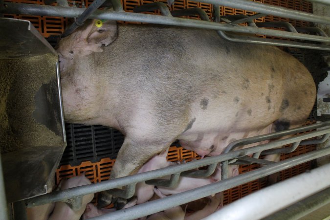 Farrowing crates at Grong Grong Piggery NSW