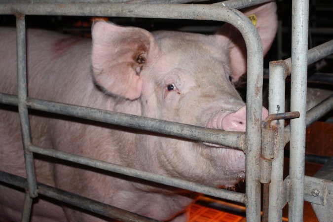 Farrowing crates at Wasleys Piggery SA