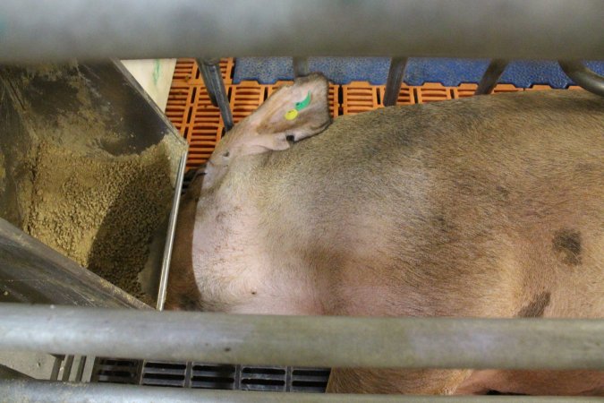 Farrowing crates at Grong Grong Piggery NSW