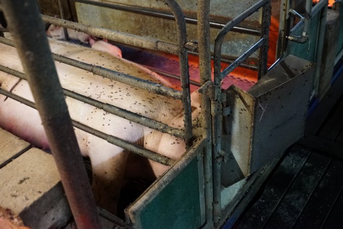 Farrowing crates at Yelmah Piggery SA