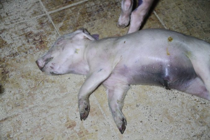 Farrowing crates at Girgarre Piggery VIC