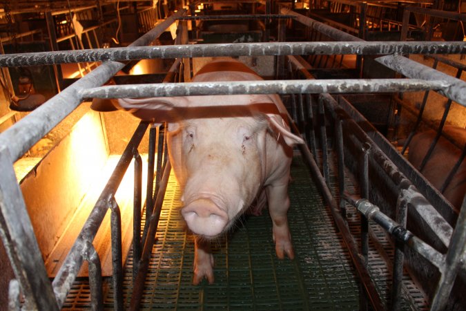 Farrowing crates at Bungowannah Piggery NSW