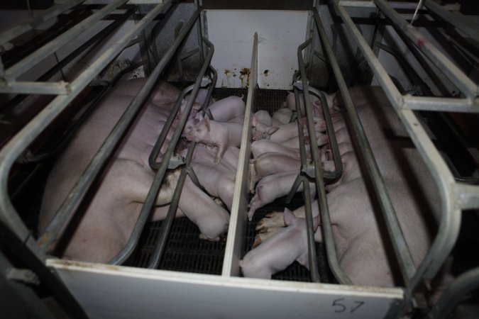 Farrowing crates at Mindarra Piggery WA