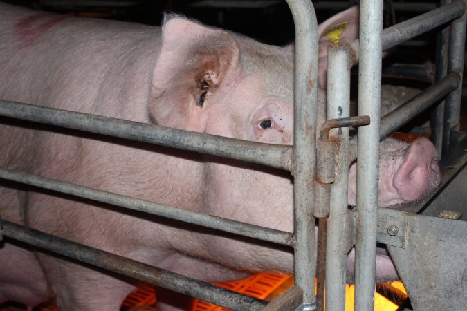 Farrowing crates at Wasleys Piggery SA