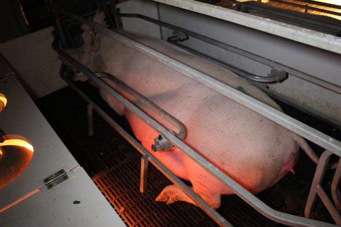 Farrowing crates at Sheaoak Piggery SA