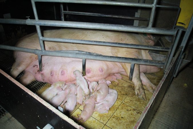 Farrowing crates at Girgarre Piggery VIC