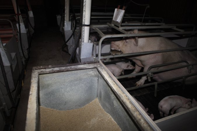 Farrowing crates at Mindarra Piggery WA