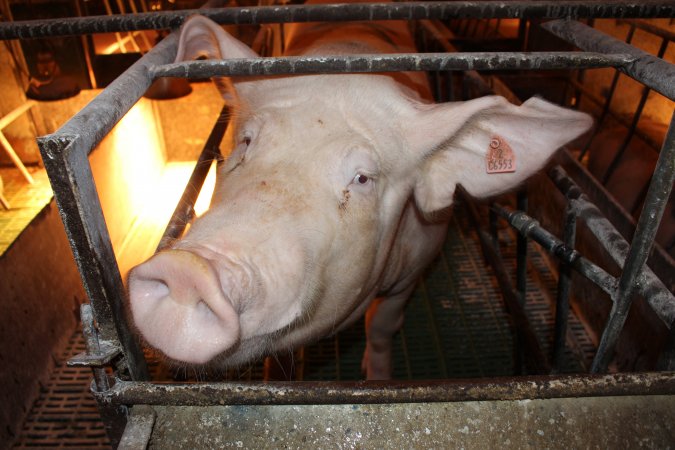 Farrowing crates at Bungowannah Piggery NSW