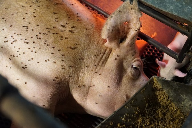 Farrowing crates at Yelmah Piggery SA