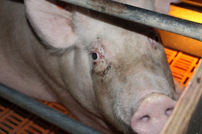 Farrowing crates at Wasleys Piggery SA