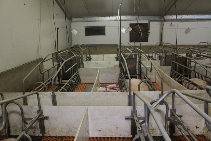 Farrowing crates at Grong Grong Piggery NSW
