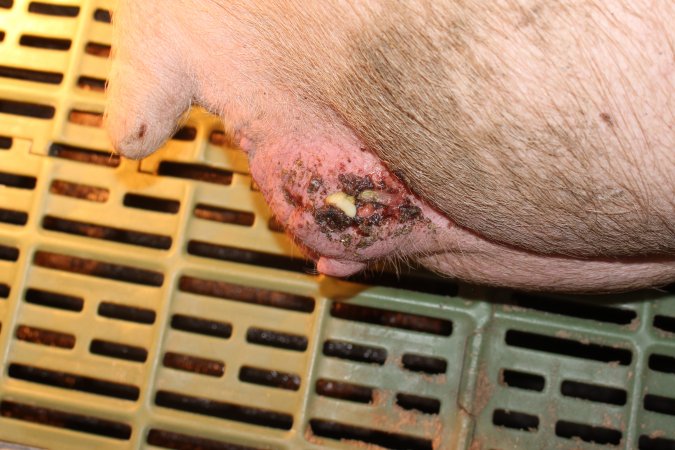 Sow with bloody, oozing injury or prolapse