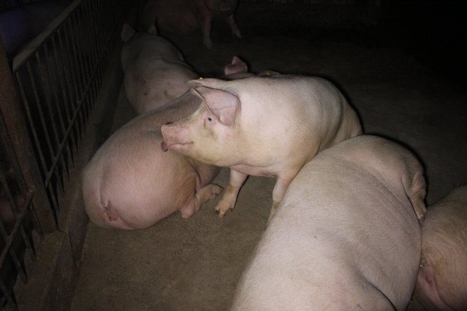 Group sow housing