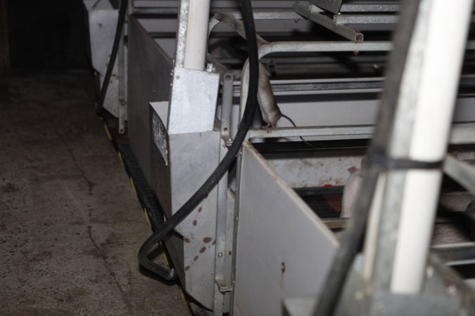 Farrowing crates at Mindarra Piggery WA