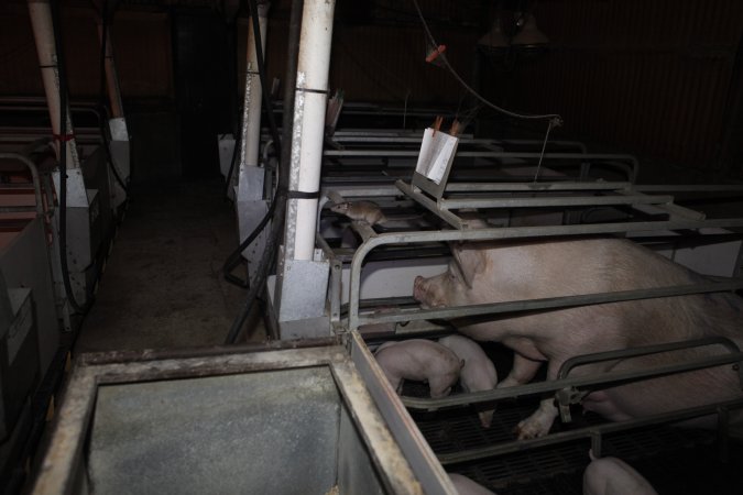 Farrowing crates at Mindarra Piggery WA