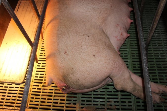 Sow with bloody, oozing injury or prolapse