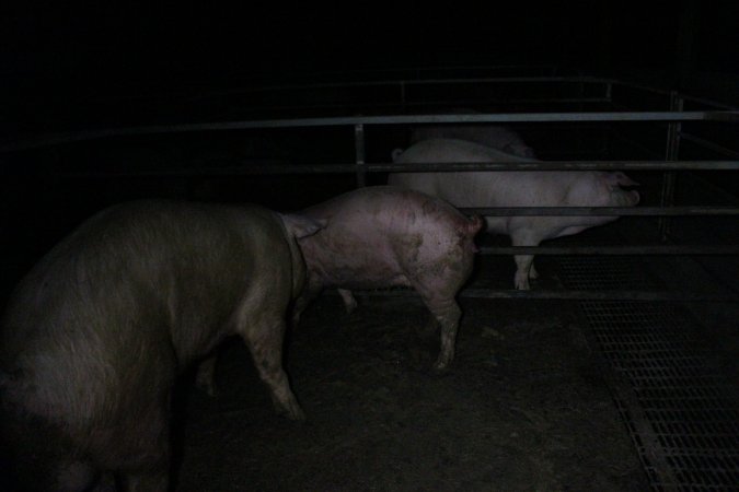 Boars and sows in mating pen