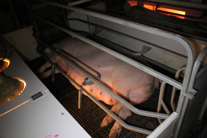 Farrowing crates at Sheaoak Piggery SA