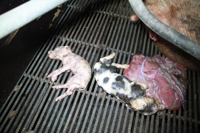 Farrowing crates at Girgarre Piggery VIC