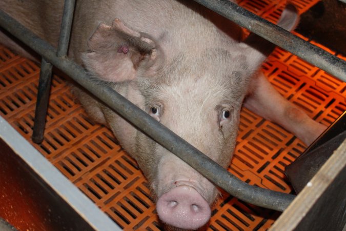 Farrowing crates at Wasleys Piggery SA