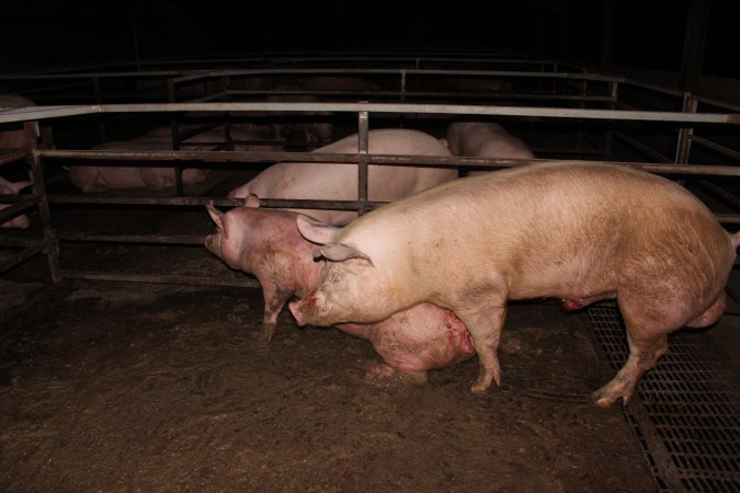 Boars and sows in mating pen