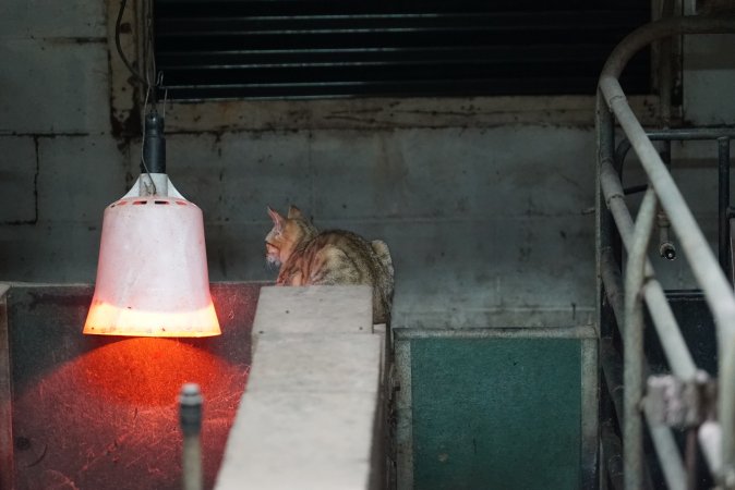 Cat in farrowing crate