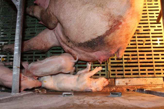 Farrowing crates at Bungowannah Piggery NSW