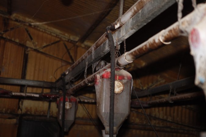 Farrowing crates at Mindarra Piggery WA