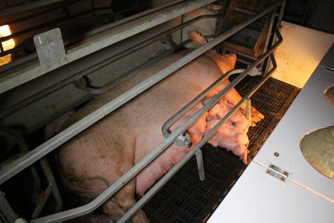 Farrowing crates at Sheaoak Piggery SA