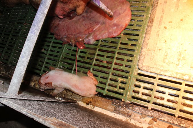 Farrowing crates at Bungowannah Piggery NSW