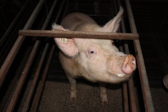 Farrowing crates at Willawa Piggery NSW