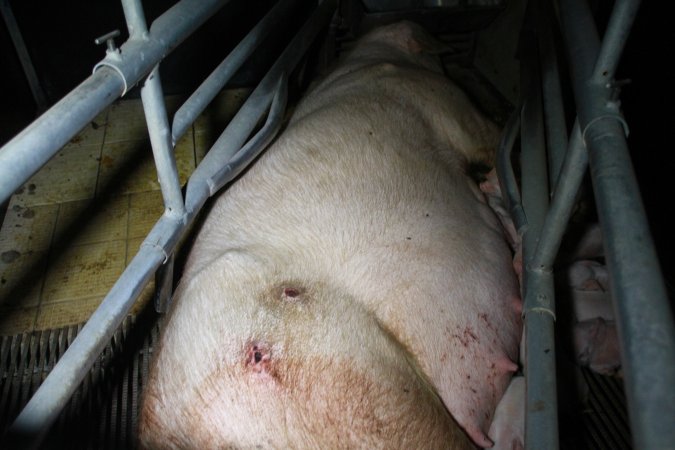 Farrowing crates at Girgarre Piggery VIC