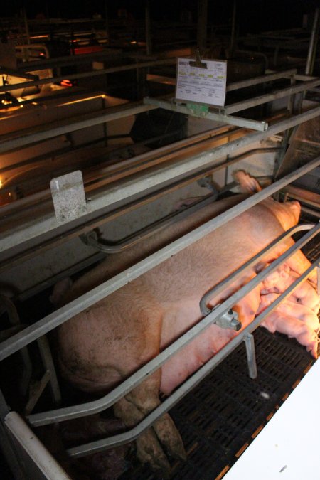 Farrowing crates at Sheaoak Piggery SA