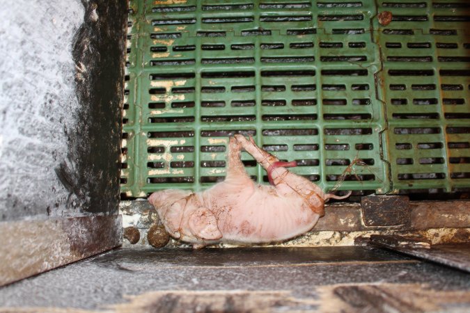 Farrowing crates at Bungowannah Piggery NSW