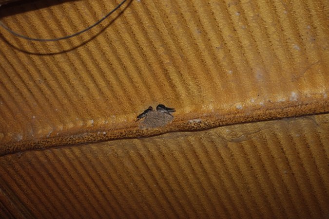 Birds in farrowing shed