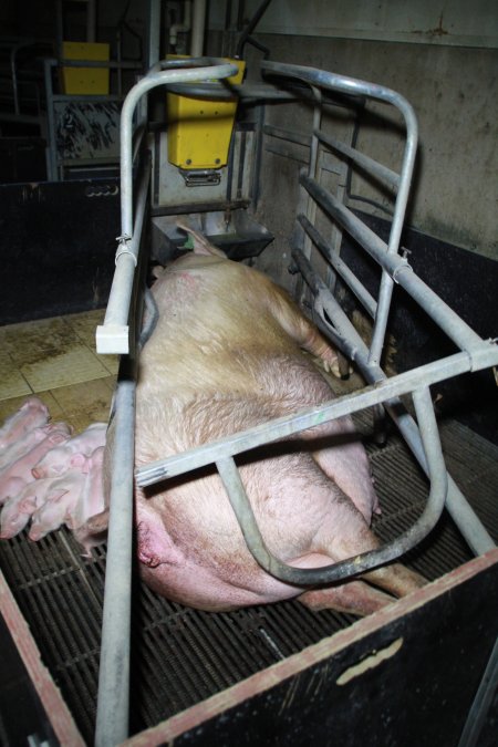 Farrowing crates at Girgarre Piggery VIC