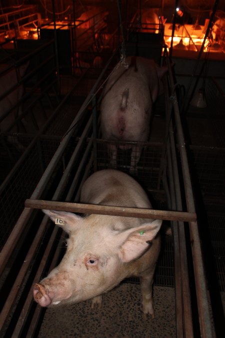 Farrowing crates at Willawa Piggery NSW